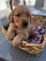 Purple , a female Golden Retriever for sale in Homestead, FL – Photo 2 of 6