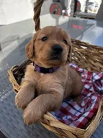 Purple , a female Golden Retriever for sale in Homestead, FL – Photo 5 of 6