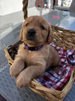 Purple , a female Golden Retriever for sale in Homestead, FL – Photo 4 of 6