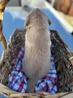Cream, a female Golden Retriever for sale in Homestead, FL – Photo 2 of 3