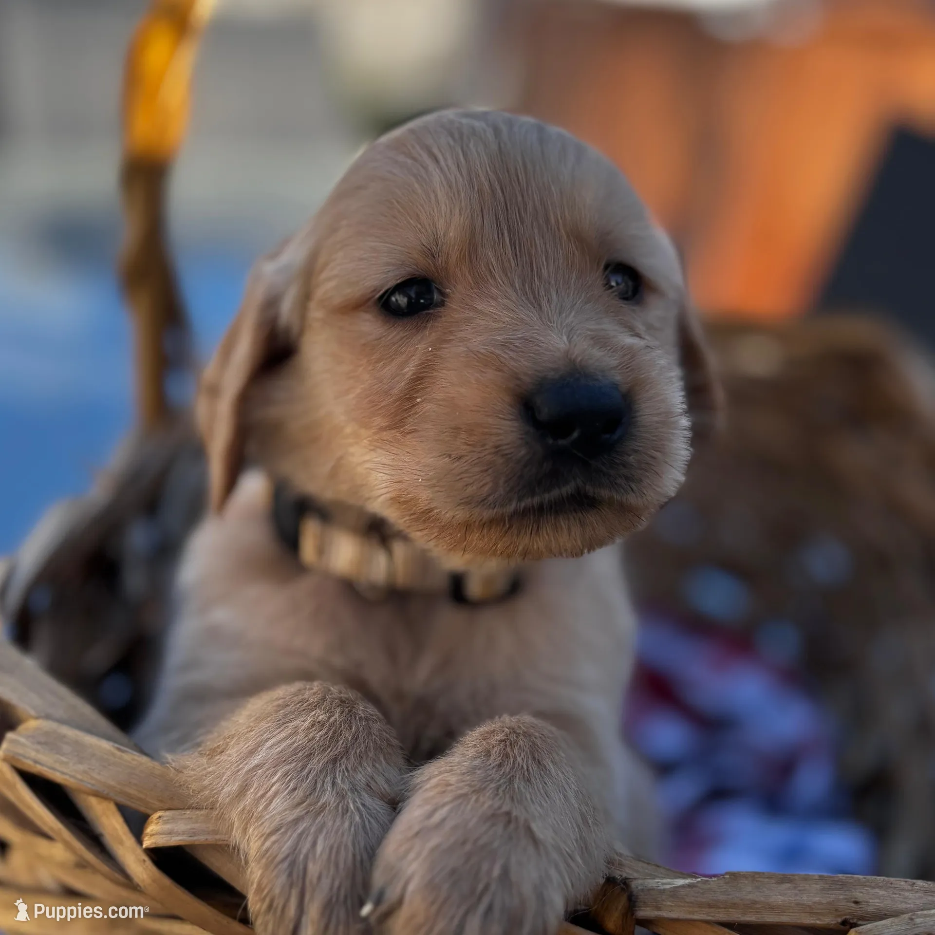 Cream – Golden Retriever puppy for sale in Homestead, FL