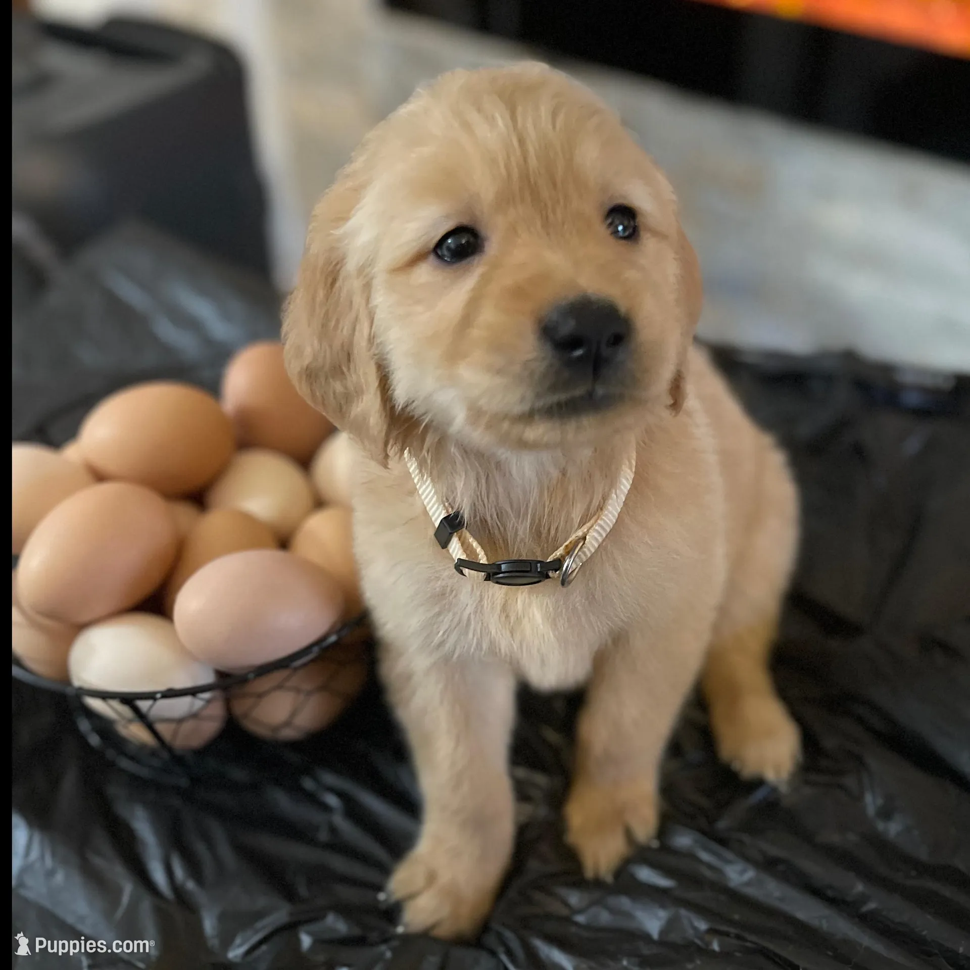 Cream – Golden Retriever puppy for sale in Homestead, FL