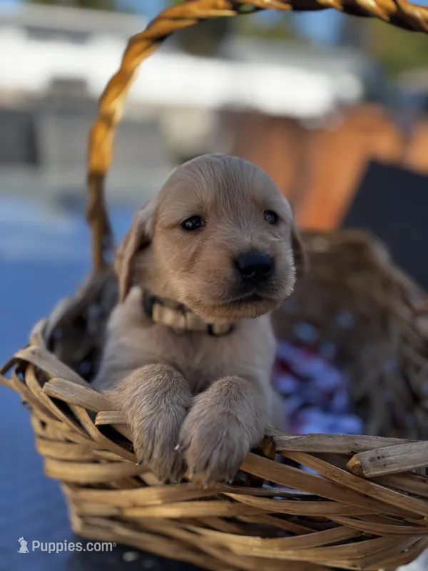 Cream – Golden Retriever puppy for sale in Homestead, FL