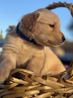 Dark Blue, a male Golden Retriever for sale in Homestead, FL – Photo 3 of 4