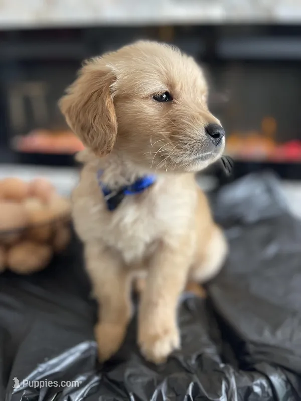 Dark Blue – Golden Retriever puppy on hold in Homestead, FL