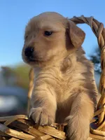 Dark Blue, a male Golden Retriever for sale in Homestead, FL – Photo 4 of 4