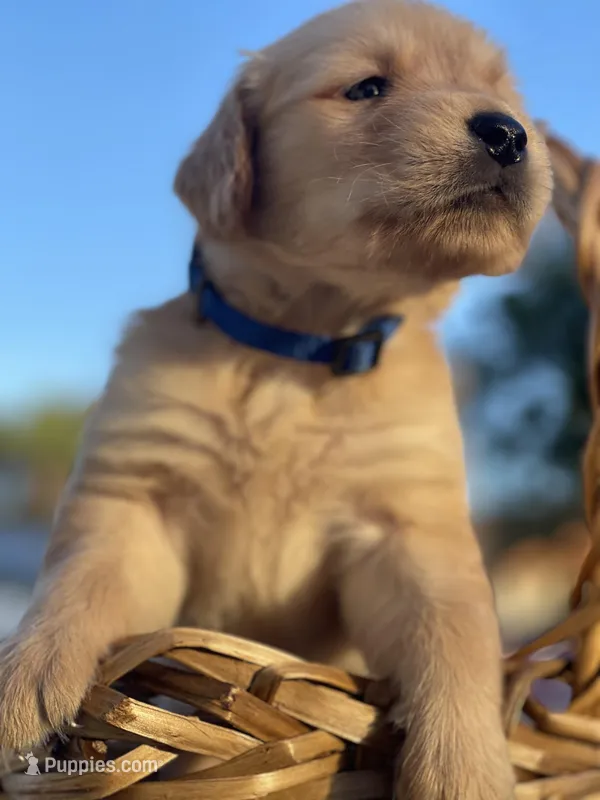 Dark Blue – Golden Retriever puppy for sale in Homestead, FL