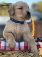 Dark Blue, a male Golden Retriever for sale in Homestead, FL – Photo 2 of 4