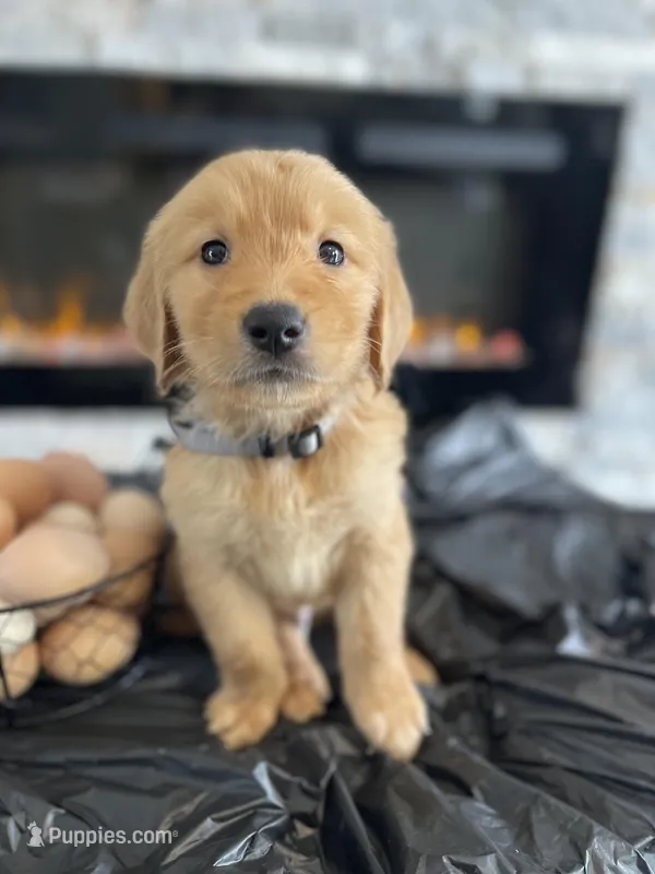 Grey – Golden Retriever puppy on hold in Homestead, FL