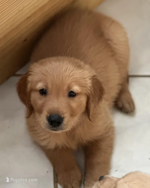 Red – Golden Retriever puppy for sale in Homestead, FL