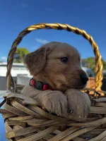 Red, a male Golden Retriever for sale in Homestead, FL – Photo 3 of 6