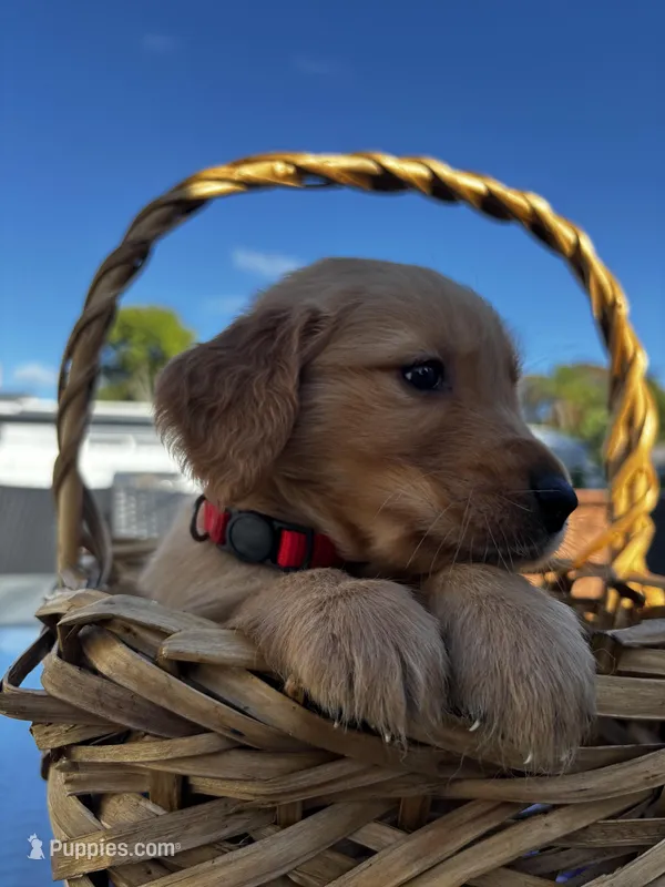 Red – Golden Retriever puppy for sale in Homestead, FL