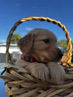 Red, a male Golden Retriever for sale in Homestead, FL – Photo 1 of 6