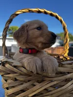 Red, a male Golden Retriever for sale in Homestead, FL – Photo 2 of 6