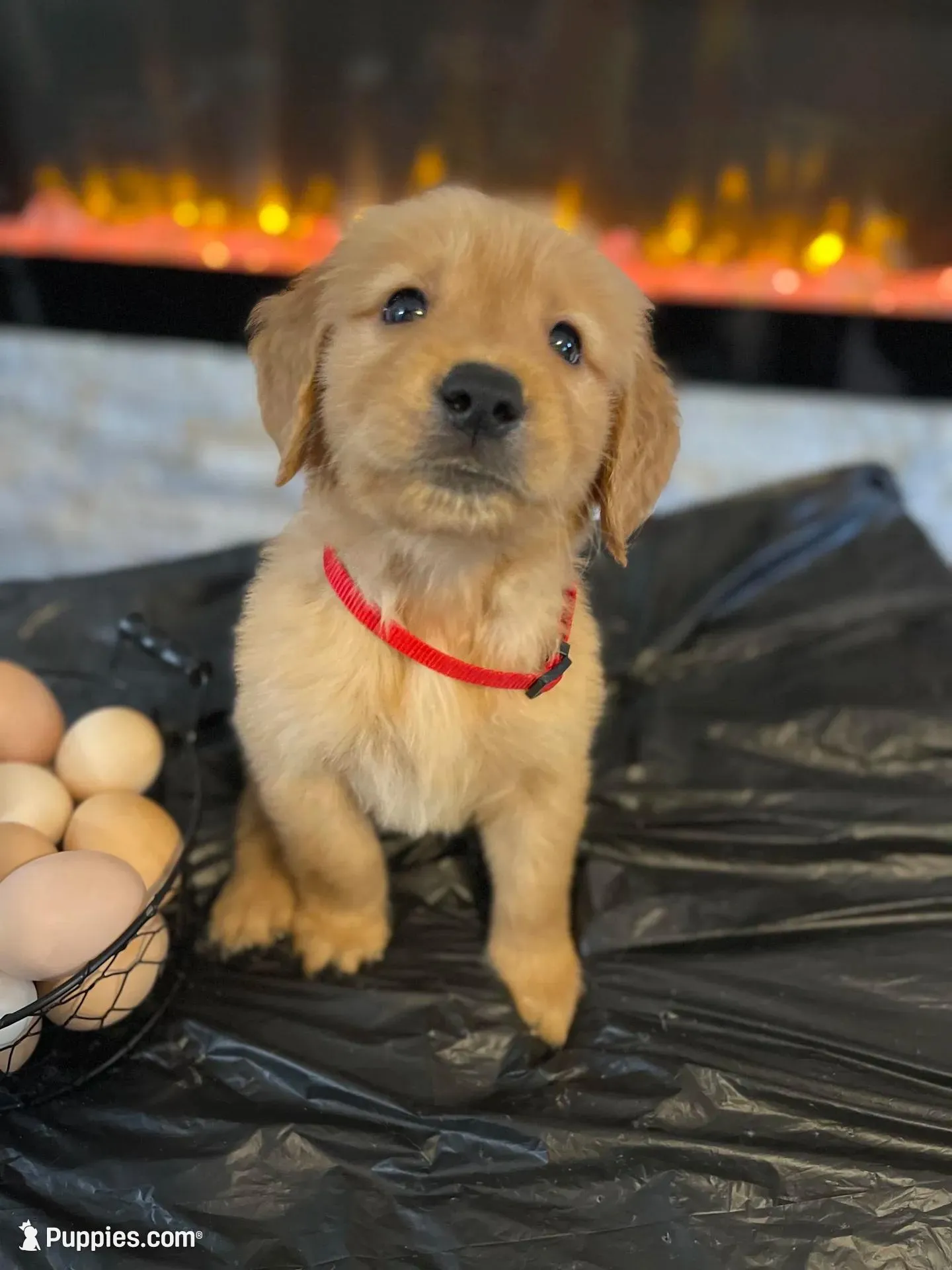 Red – Golden Retriever puppy for sale in Homestead, FL