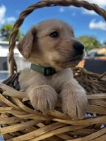 Dark Green, a male Golden Retriever for sale in Homestead, FL – Photo 1 of 2