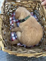 Dark Green, a male Golden Retriever for sale in Homestead, FL – Photo 2 of 2