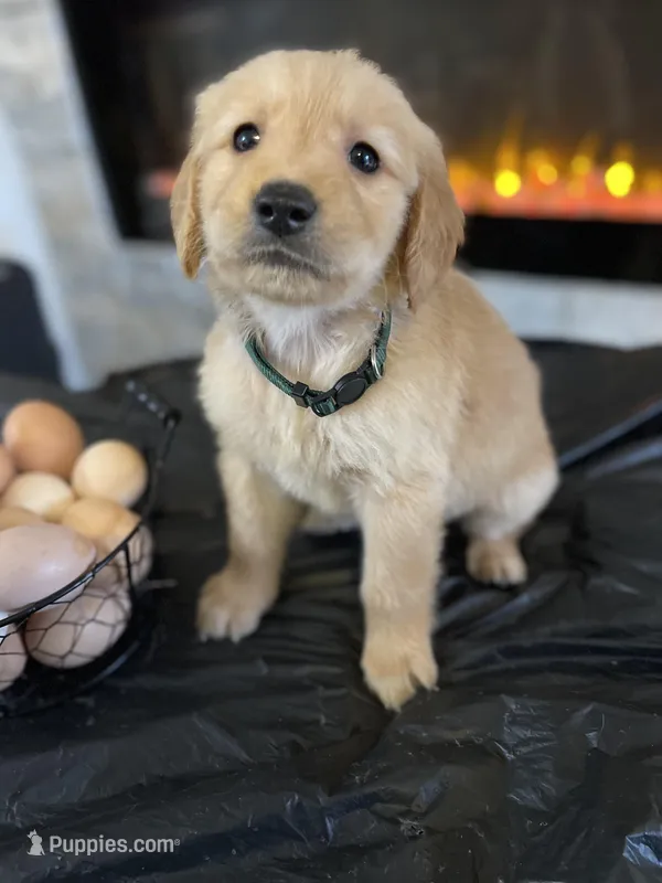 Dark Green – Golden Retriever puppy for sale in Homestead, FL