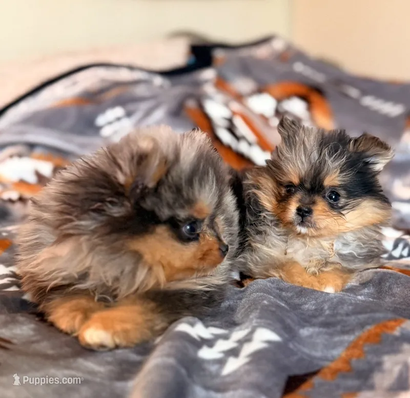 Raph – Pomeranian puppy for sale in Fayetteville, AR