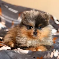 Leo, a male Pomeranian for sale in Fayetteville, AR – 4 of 6