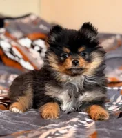 Stacey, a female Pomeranian for sale in Fayetteville, AR – 1 of 3
