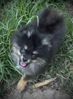 Skippy, a male Pomeranian for sale in Fayetteville, AR – 8 of 8