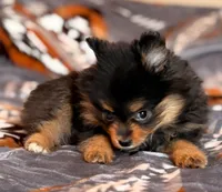 Stacey, a female Pomeranian for sale in Fayetteville, AR – 2 of 3