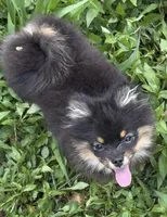 Myla, a female Pomeranian for sale in Fayetteville, AR – 2 of 4