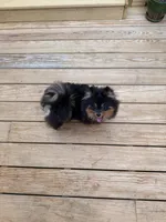 Stacey, a female Pomeranian for sale in Fayetteville, AR – 6 of 7