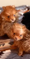 Bubbalicious , a female Pomeranian for sale in Fayetteville, AR – 3 of 5