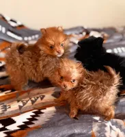 Bubbalicious , a female Pomeranian for sale in Fayetteville, AR – 4 of 5