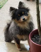 Stacey, a female Pomeranian for sale in Fayetteville, AR – 4 of 4