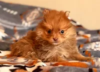 Bubbalicious , a female Pomeranian for sale in Fayetteville, AR – 2 of 5