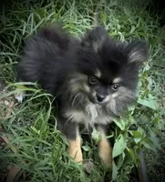 Skippy, a male Pomeranian for sale in Fayetteville, AR – 7 of 8