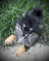 Skippy, a male Pomeranian for sale in Fayetteville, AR – 6 of 8