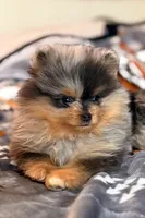 Leo, a male Pomeranian for sale in Fayetteville, AR – 2 of 6