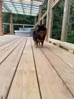 Stacey, a female Pomeranian for sale in Fayetteville, AR – 7 of 7