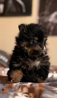 Myla, a female Pomeranian for sale in Fayetteville, AR – 4 of 4