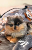 Leo, a male Pomeranian for sale in Fayetteville, AR – 6 of 6
