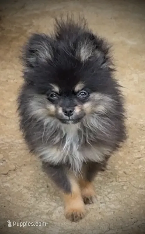 Skippy – Pomeranian puppy for sale in Fayetteville, AR