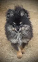 Skippy, a male Pomeranian for sale in Fayetteville, AR – 1 of 8