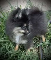 Skippy, a male Pomeranian for sale in Fayetteville, AR – 5 of 8