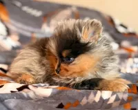 Leo, a male Pomeranian for sale in Fayetteville, AR – 3 of 6