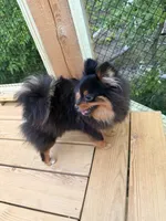 Stacey, a female Pomeranian for sale in Fayetteville, AR – 5 of 7