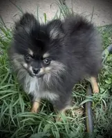Skippy, a male Pomeranian for sale in Fayetteville, AR – 4 of 8
