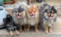 Myla, a female Pomeranian for sale in Fayetteville, AR – 3 of 4