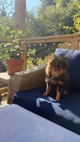 Stacey, a female Pomeranian for sale in Fayetteville, AR – 4 of 7