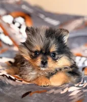 Raph, a male Pomeranian for sale in Fayetteville, AR – 2 of 3