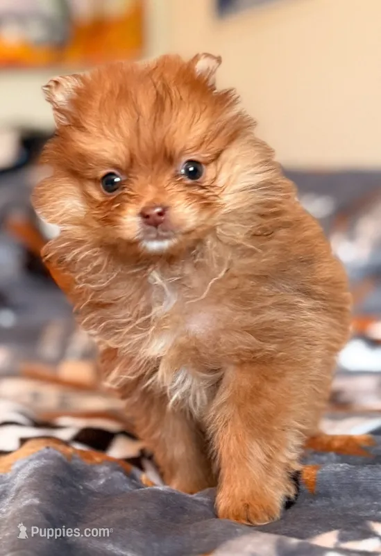 Bubbalicious  – Pomeranian puppy for sale in Fayetteville, AR