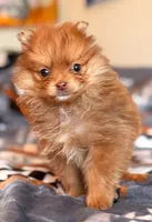 Bubbalicious , a female Pomeranian for sale in Fayetteville, AR – 1 of 5